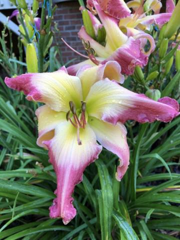JUDY DAVISSON (Davisson-J 2021)